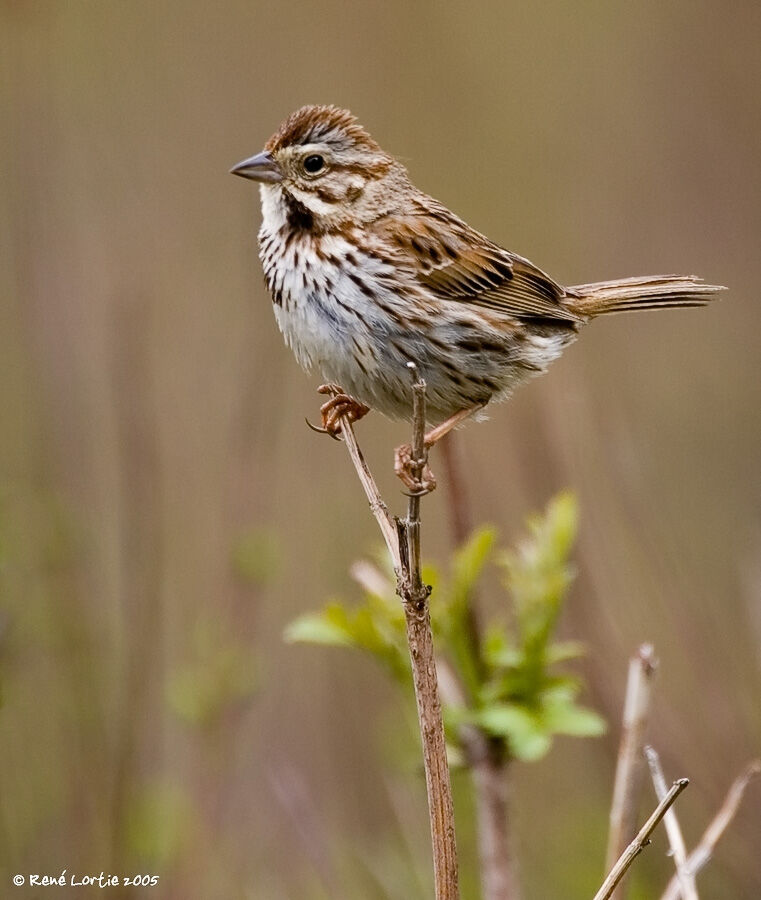 Song Sparrow