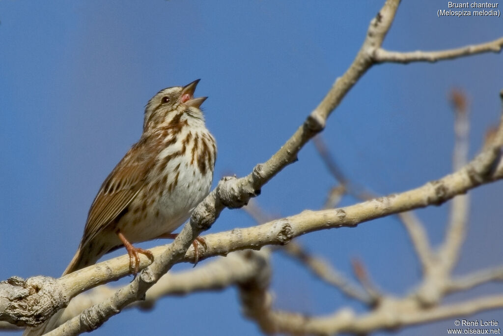 Song Sparrow