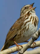 Song Sparrow