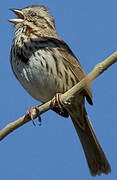 Song Sparrow