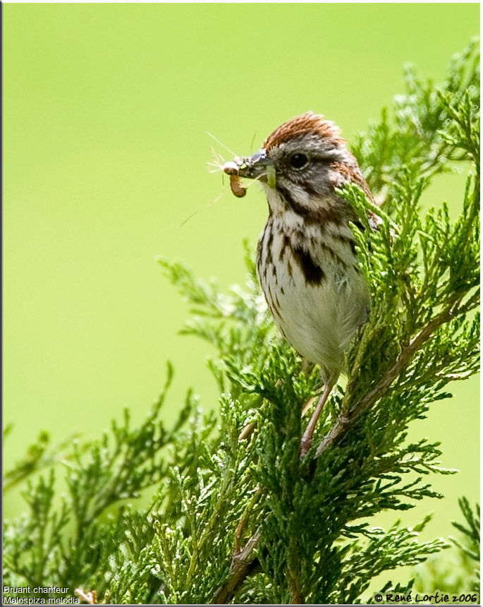 Bruant chanteuradulte