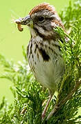 Song Sparrow