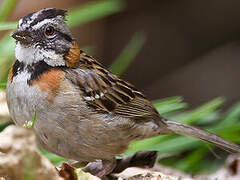 Rufous-collared Sparrow