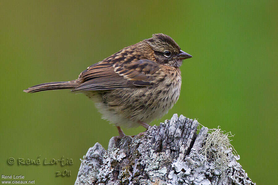 Rufous-collared Sparrowjuvenile, identification