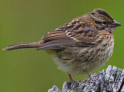 Rufous-collared Sparrow