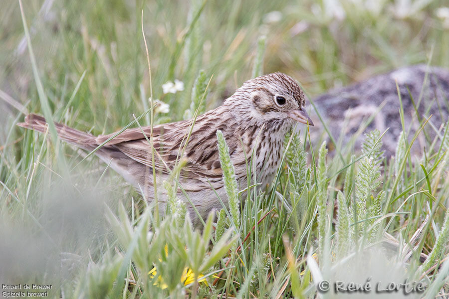 Brewer's Sparrowadult, identification