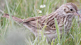 Brewer's Sparrow