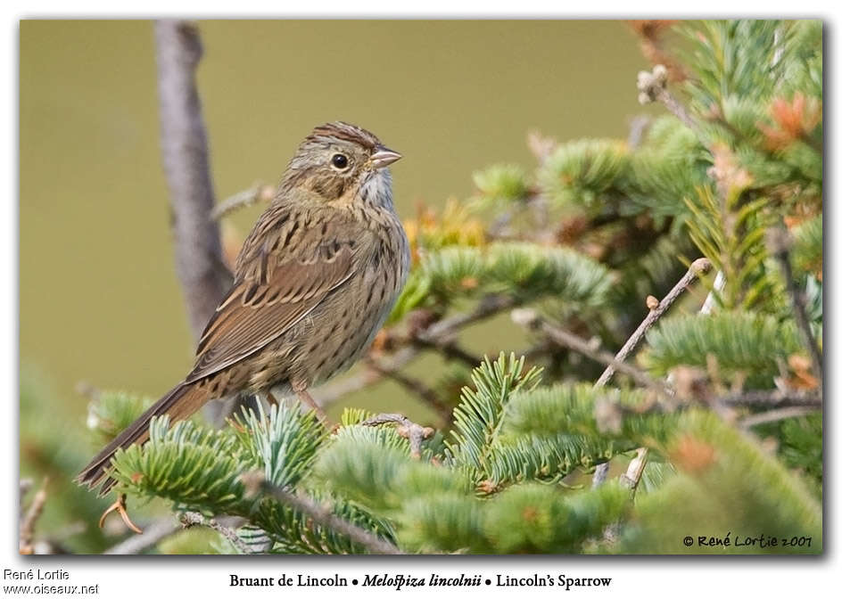 Bruant de Lincolnjuvénile, identification