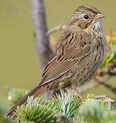 Lincoln's Sparrow