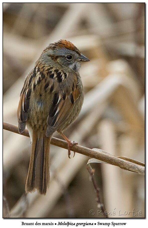 Swamp Sparrowadult breeding