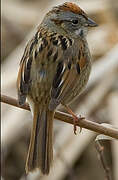 Swamp Sparrow