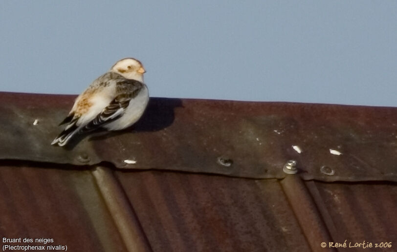 Snow Bunting