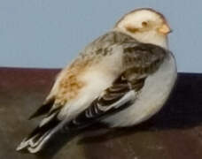 Snow Bunting