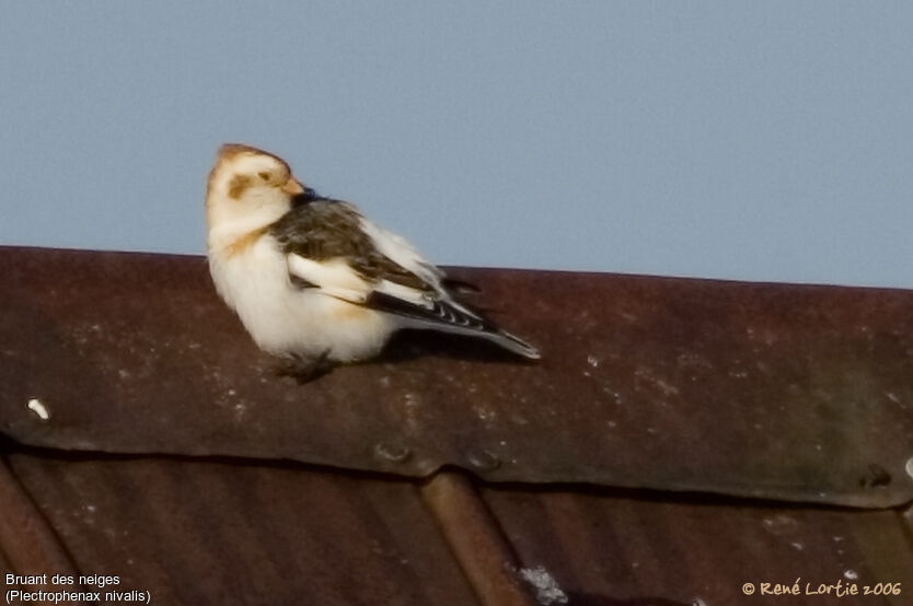 Snow Bunting