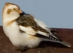 Snow Bunting