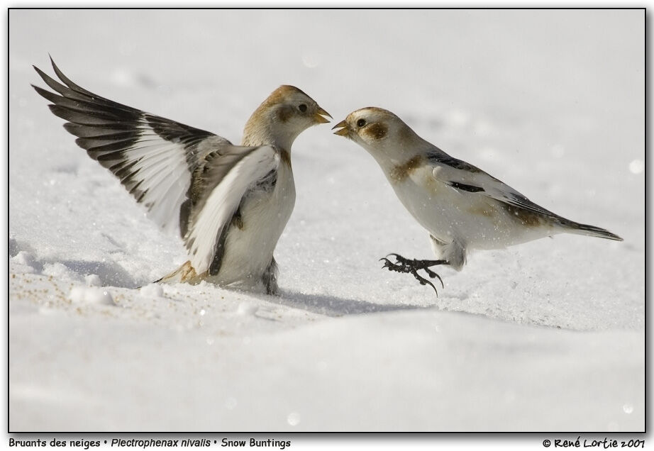 Bruant des neiges