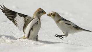 Snow Bunting