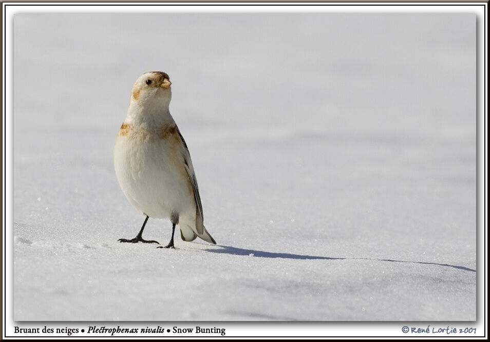 Bruant des neiges