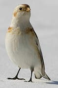 Snow Bunting