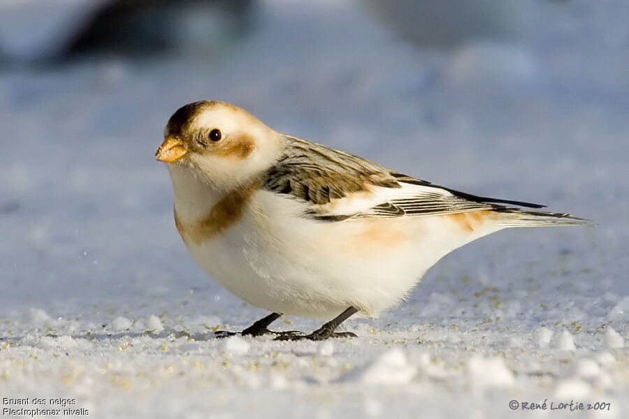 Snow Bunting