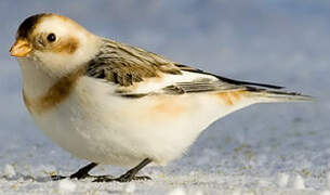 Snow Bunting