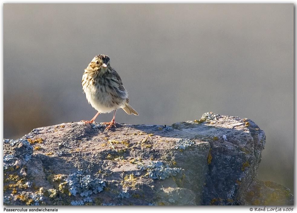 Savannah Sparrow