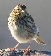 Savannah Sparrow