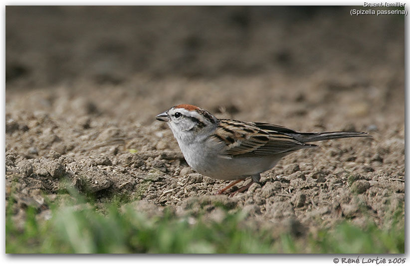 Chipping Sparrow