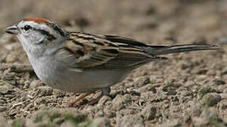 Chipping Sparrow