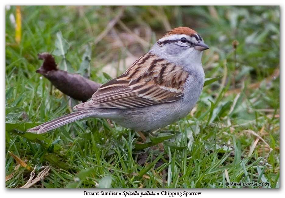 Chipping Sparrow