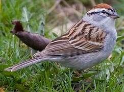 Chipping Sparrow