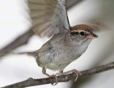 Chipping Sparrow