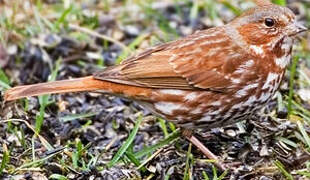 Red Fox Sparrow