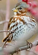 Red Fox Sparrow