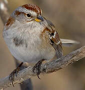 American Tree Sparrow