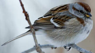 American Tree Sparrow