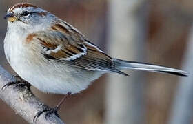 American Tree Sparrow