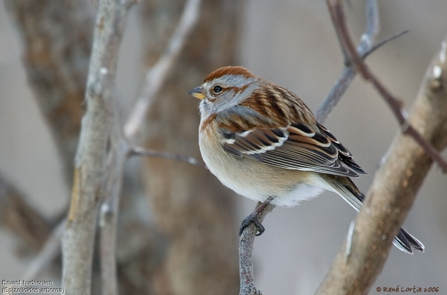 American Tree Sparrow