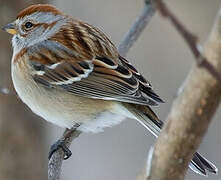 American Tree Sparrow