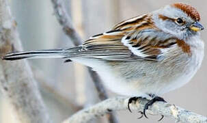 American Tree Sparrow