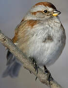 American Tree Sparrow