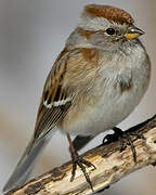 American Tree Sparrow