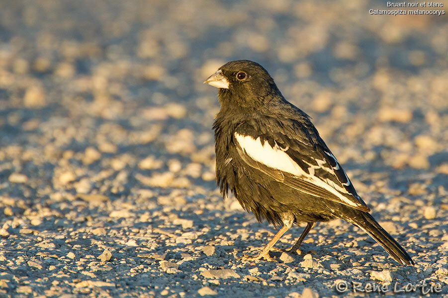 Lark Bunting male adult, identification