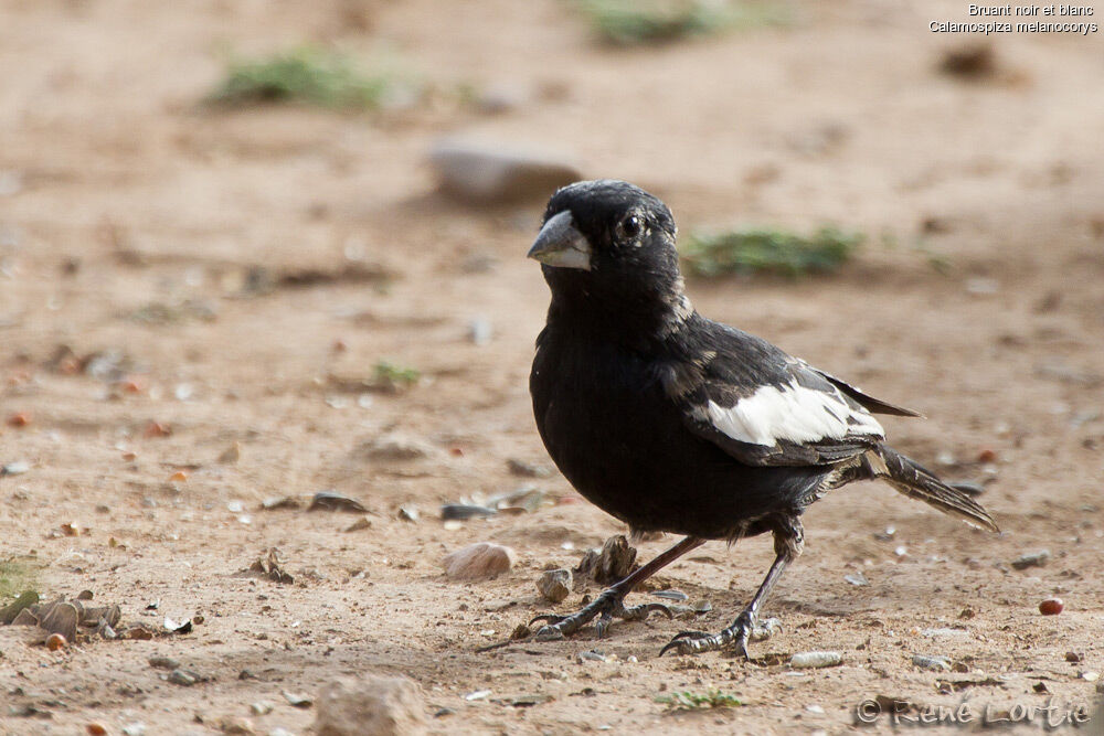 Lark Bunting male adult, identification