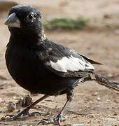 Lark Bunting