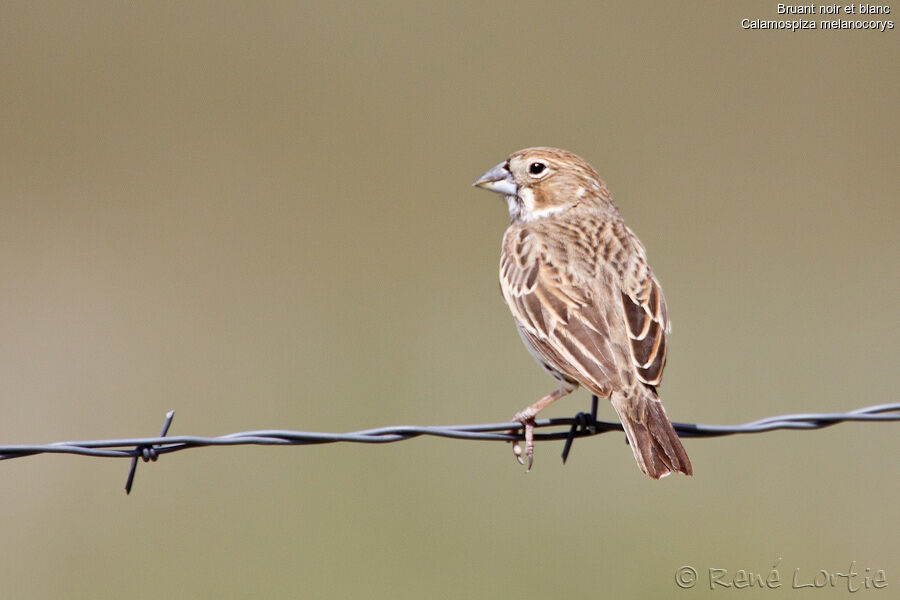 Lark Bunting female adult, identification