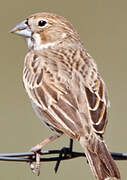 Lark Bunting