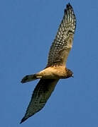 Northern Harrier