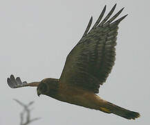 Northern Harrier