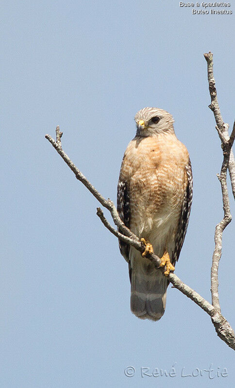 Red-shouldered Hawkadult, identification